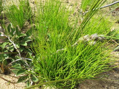 Protea scorzonerifolia