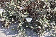 Datura wrightii