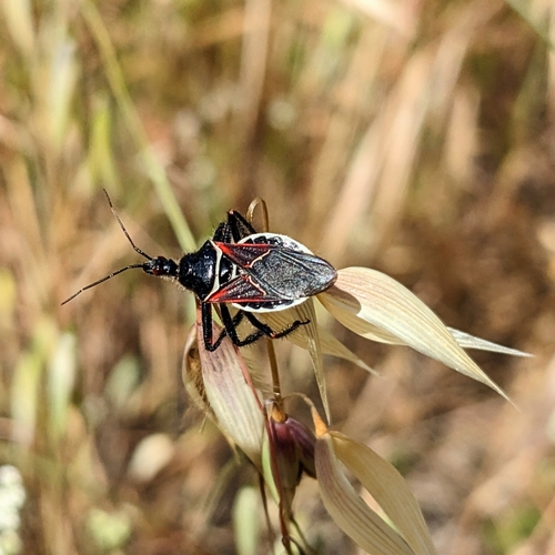 iNaturalist observation photo of California Bee Assassin