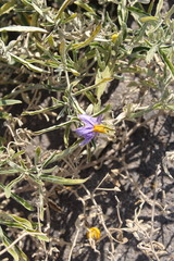 Solanum elaeagnifolium