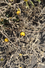 Solanum elaeagnifolium
