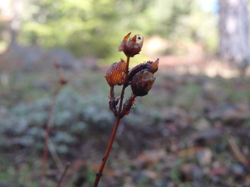 Hypericum confertum (Hypericum confertum)