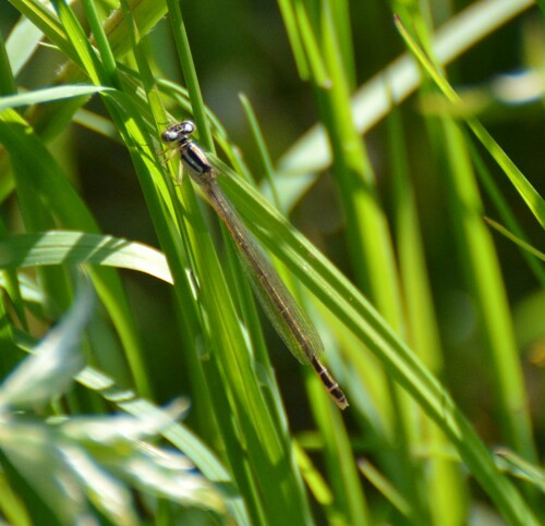 Eastern forktail
