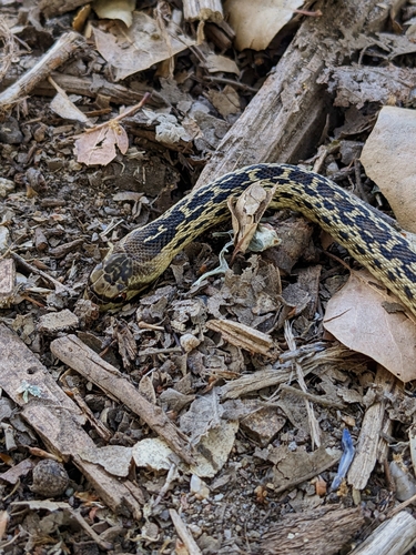 iNaturalist observation photo of Pacific Gopher Snake
