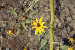 Helianthus annuus