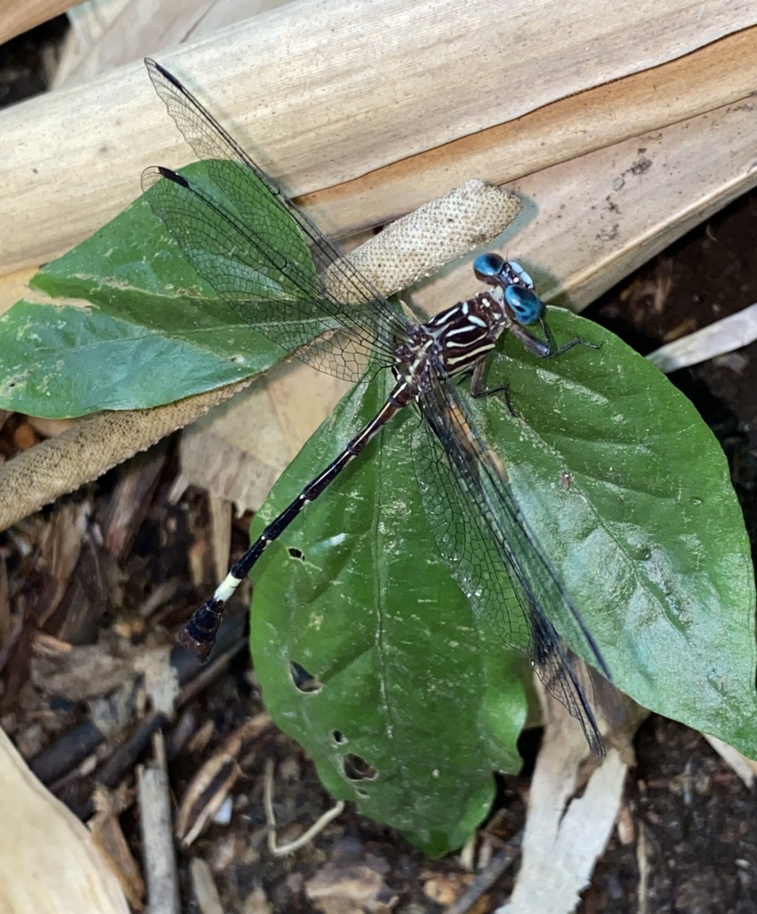 Common Knobtail