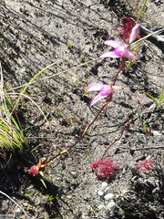 Disa inflexa