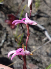 Disa inflexa