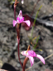 Disa inflexa