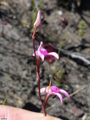 Disa inflexa