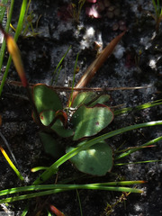 Disa inflexa