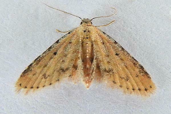 Sigela rosea