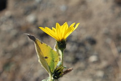 Helianthus annuus