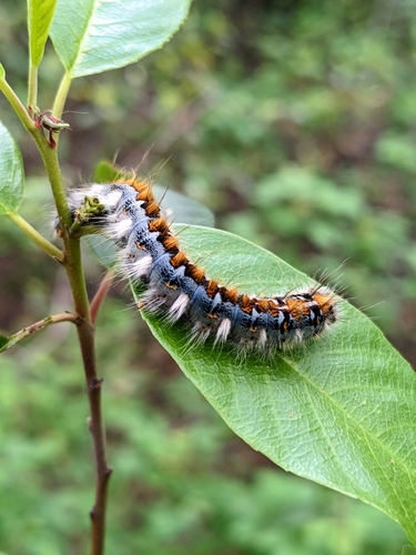 iNaturalist observation photo of Pacific Tent Caterpillar