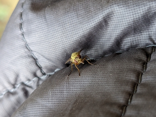 iNaturalist observation photo of Rocky Mountain bite flies