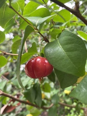 Eugenia uniflora image