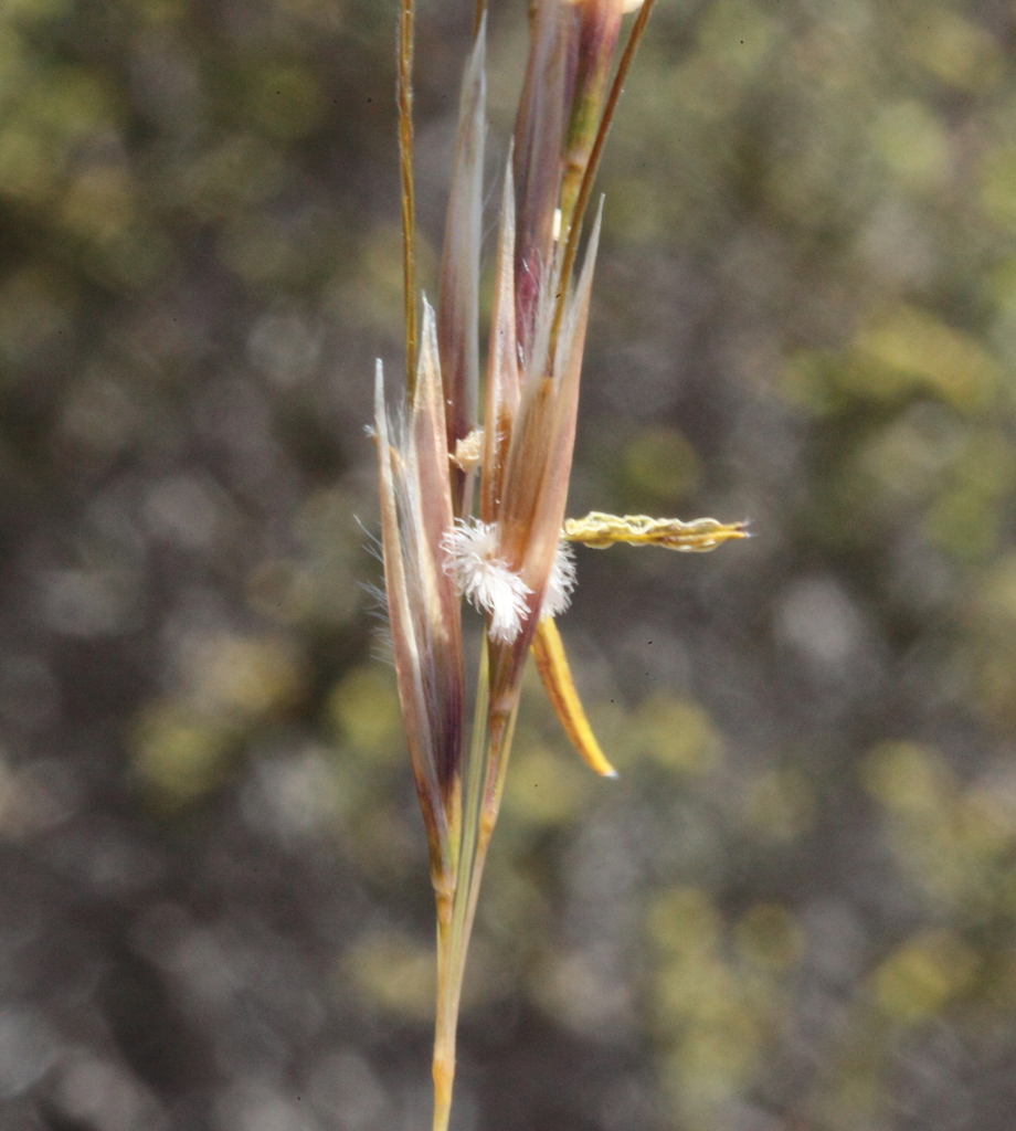 Austrostipa juncifolia