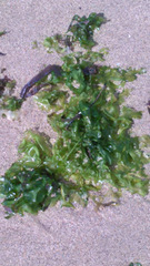 Ulva fasciata
