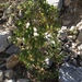 Acalypha subviscida