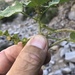 Acalypha subviscida S.Watson 4