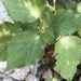 Acalypha subviscida S.Watson 3