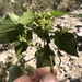 Acalypha subviscida S.Watson 2