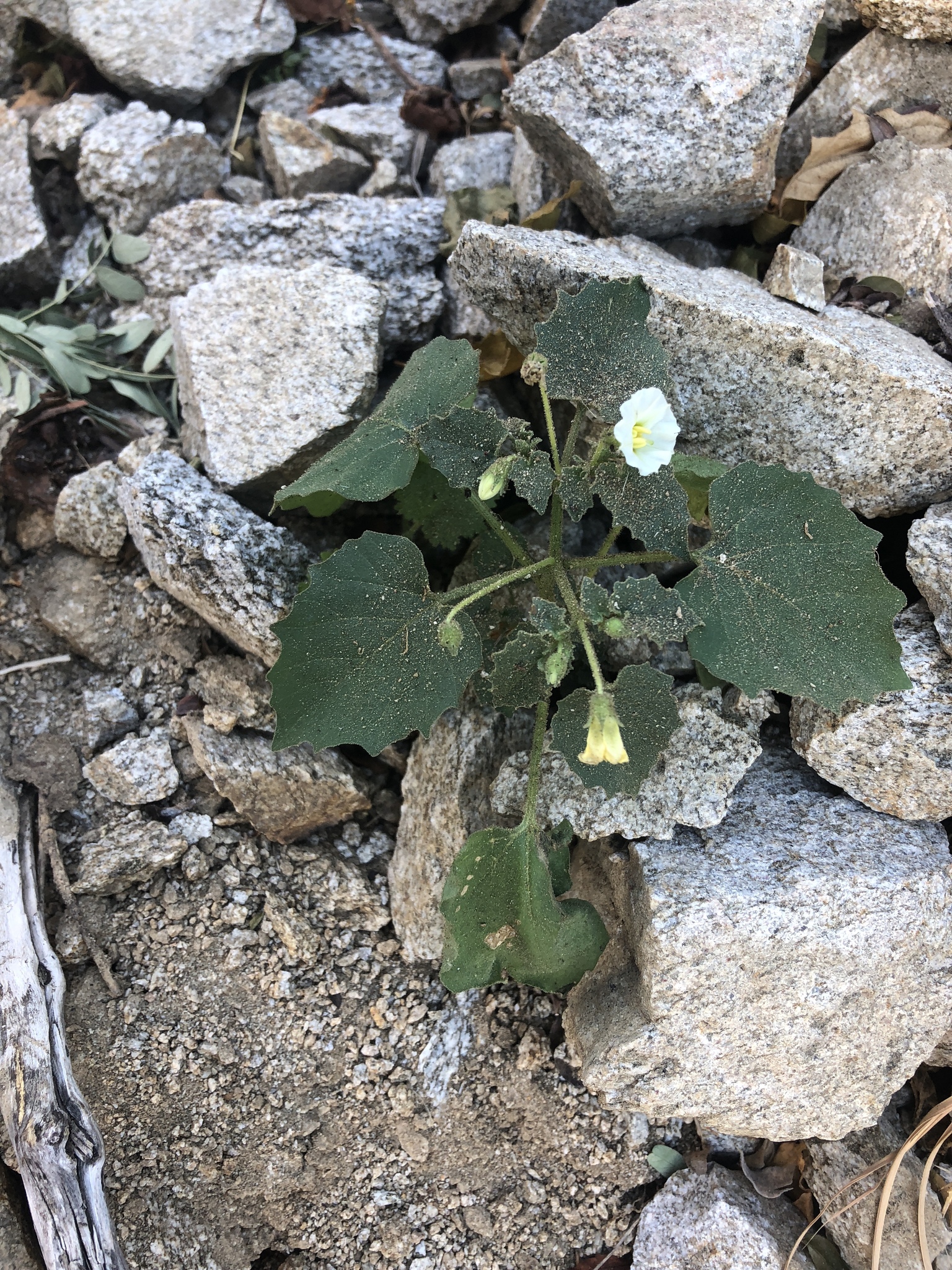 Physalis crassifolia var. versicolor