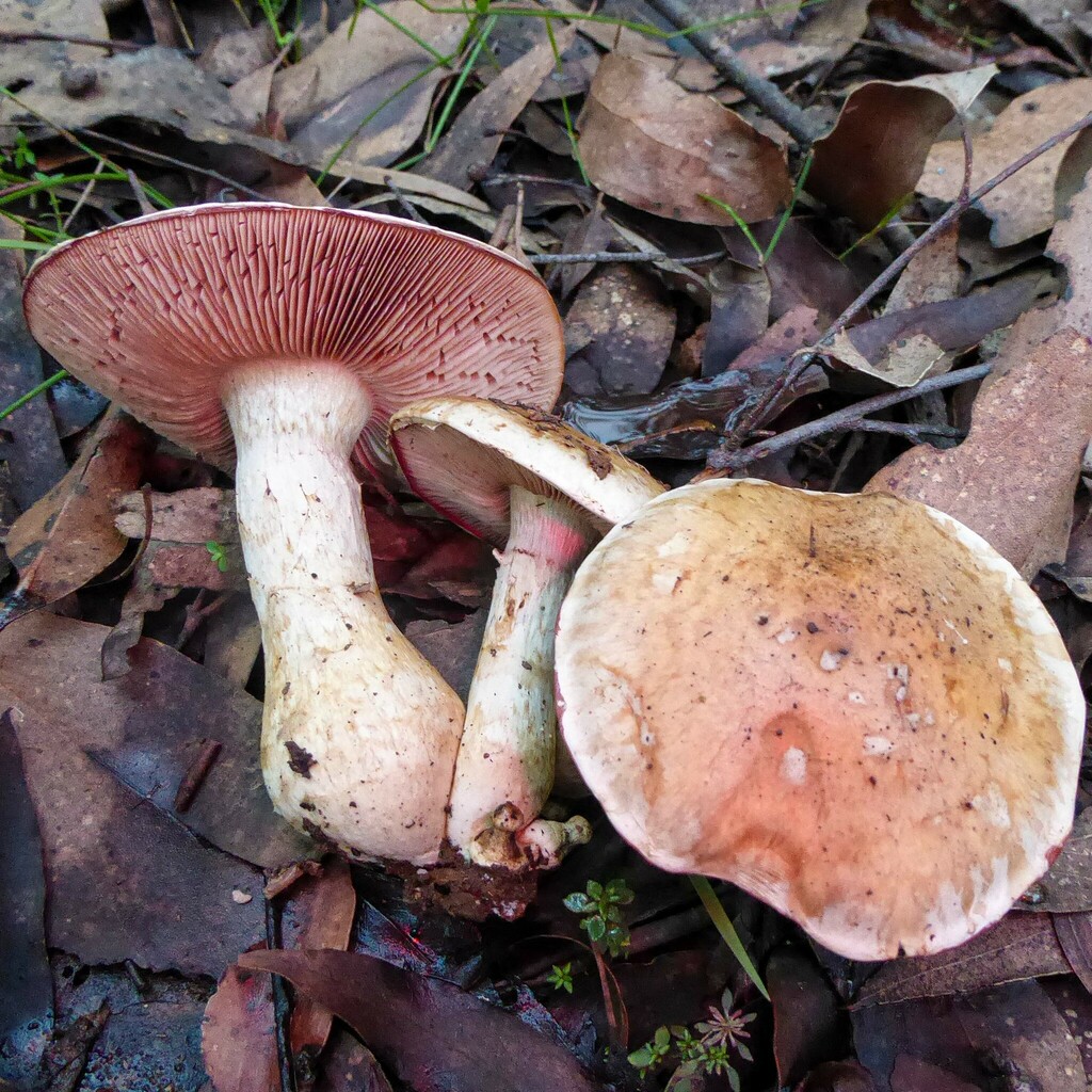Porphyrospora