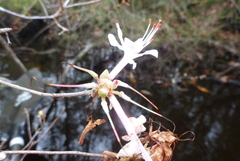 Rhododendron canescens