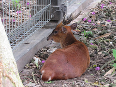 Muntiacus muntjak