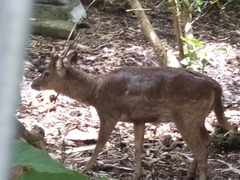 Rusa timorensis