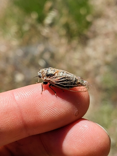 iNaturalist observation photo of Tibicinoides
