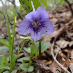 Viola rostrata