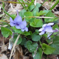 Viola rostrata