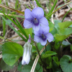 Viola rostrata