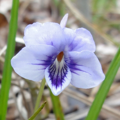 Viola rostrata
