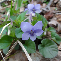 Viola rostrata