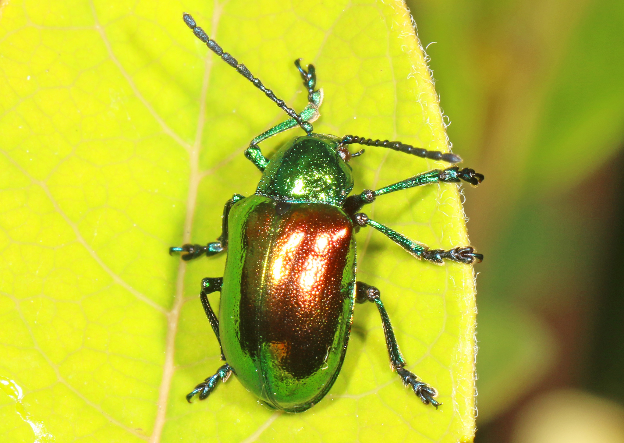 chrysomelidae leaf beetles