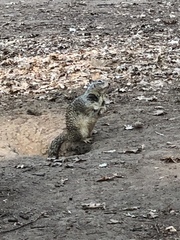 Otospermophilus beecheyi