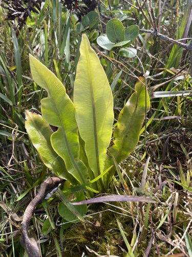 Elaphoglossum fauriei