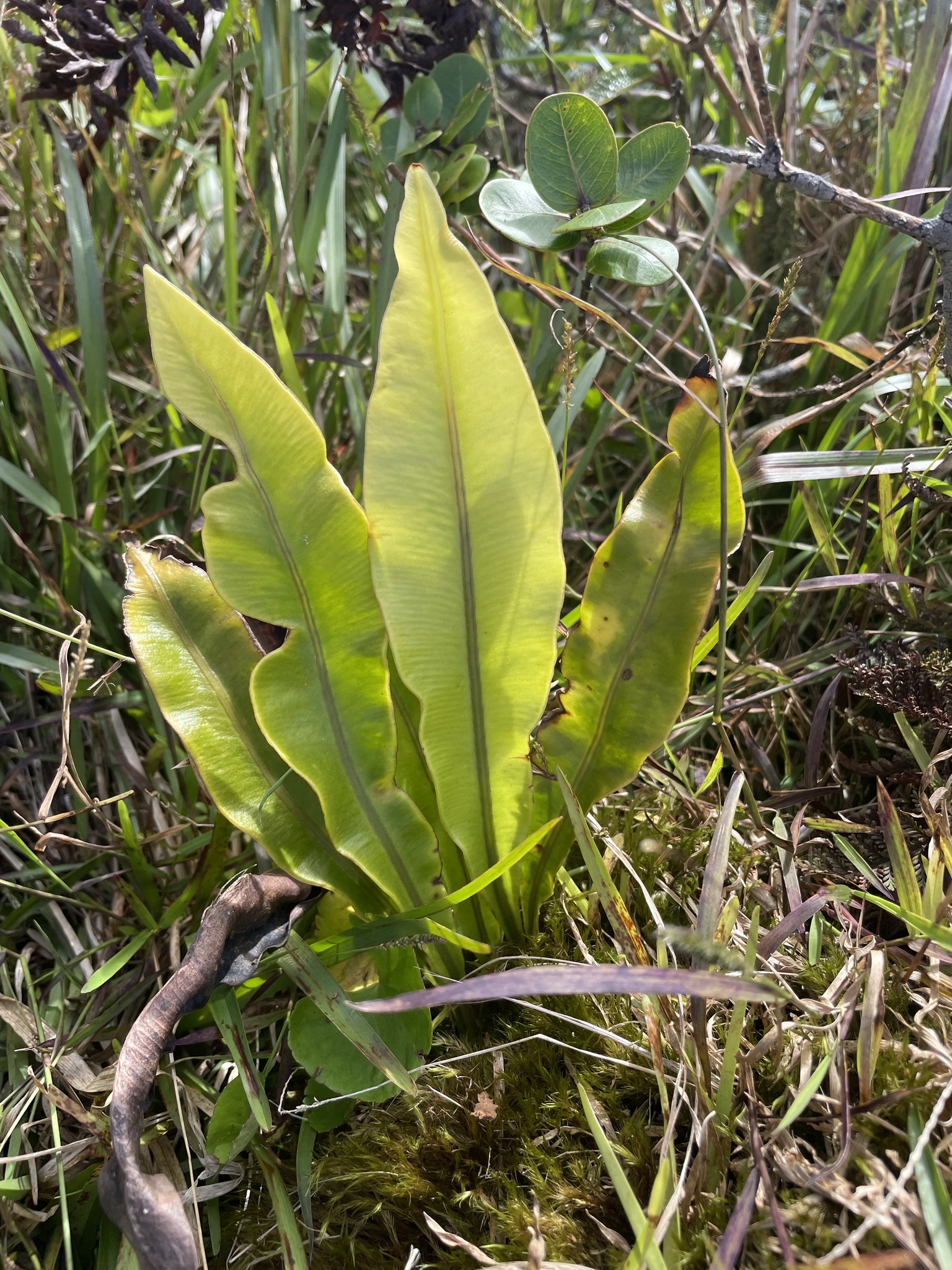 Elaphoglossum fauriei