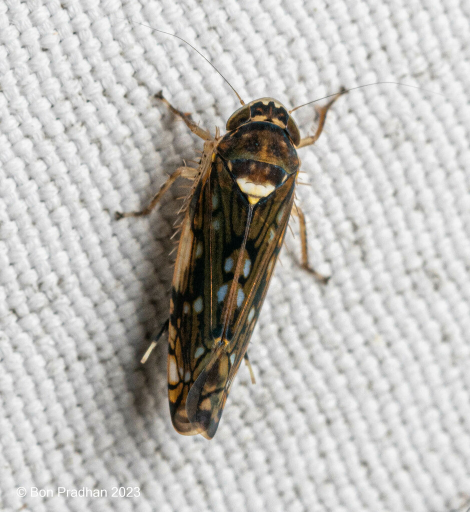 Scaphoideus albosignatus