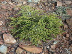 Cedrus brevifolia
