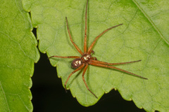 Philodromus marxi