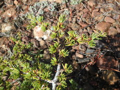 Cedrus brevifolia