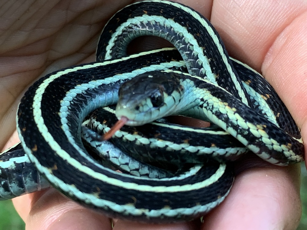 Common Garter Snake From Galiano Island, Capital, BC, CA On May 27 ...