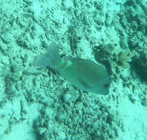 Brown-headed emperor (Lethrinus erythropterus) — Lethrinidae