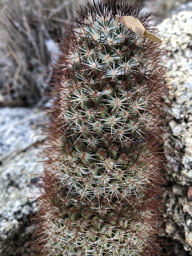 Los Cabos Nipple Cactus