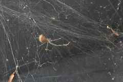 Euprosthenops australis