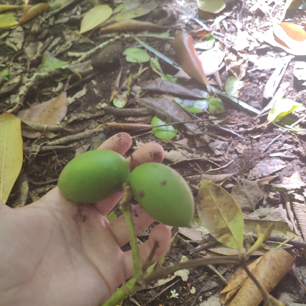 Chai bông – Ochrosia oppositifolia